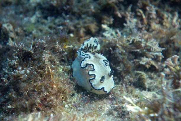 istock White Black Nudibranch-Glossodoris Atromarginata 1083402116