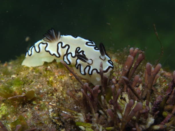 istock White Black Nudibranch-Glossodoris Atromarginata 1083402202