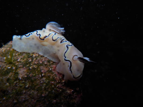 istock White Black Nudibranch-Glossodoris Atromarginata 1083402440