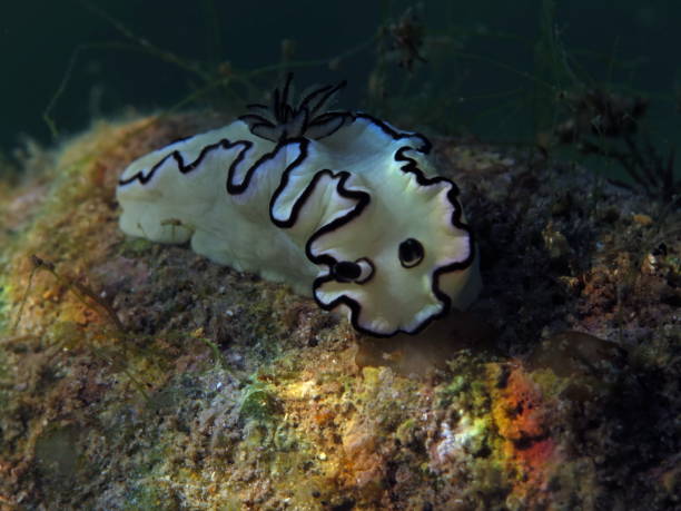 istock White Black Nudibranch-Glossodoris Atromarginata 1083402712