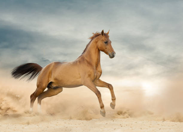 istock Beautiful wild stallion running 1083404486
