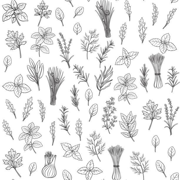 illustrazioni stock, clip art, cartoni animati e icone di tendenza di erbe e spezie modello senza cuciture - fennel parsley herb dill