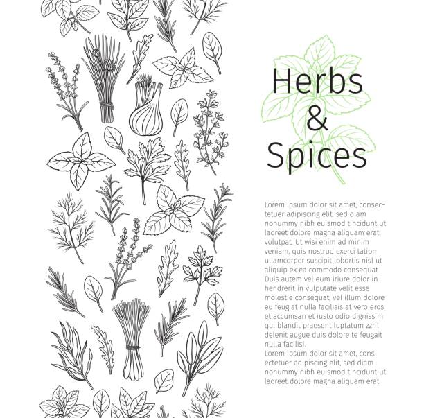 травы и специи бесшовные границы - tarragon twig plant herb stock illustrations