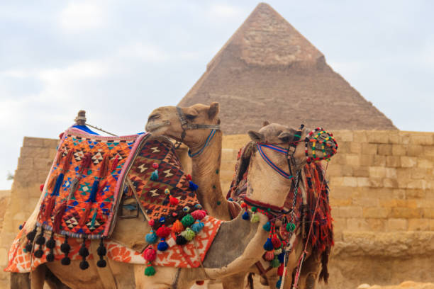 istock Two camels on the Giza pyramid background 1083404646