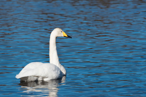 istock Whooper swan on lake in spring 1083404950