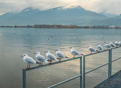 A flock of black-headed gulls (also known as Laughing gull) form a line on the shores of the Upper Zurich Lake (Obersee), near Rapperswil, Sankt Gallen