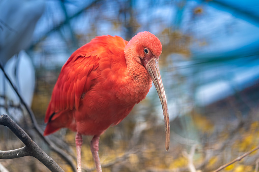 Scalet ibis close-up.  Native to tropical South America and the islands of the Caribbean. Its remarkably brilliant scarlet coloration makes it unmistakable among tother ibis species and sub-species.