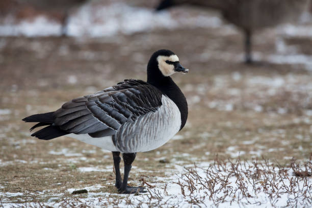 istock Barnacle Goose, Branta leucopsis in winter 1083415130