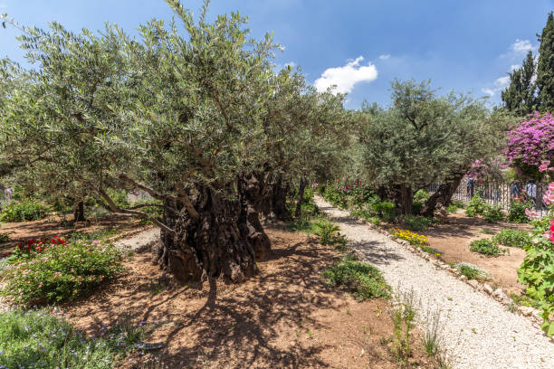 istock Nice view of garden Gethsemane 1083415614
