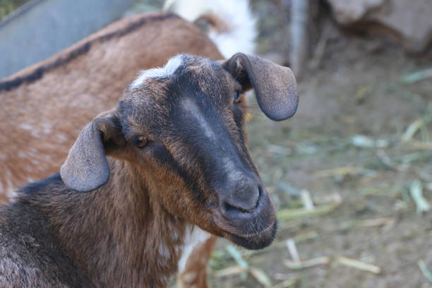 istock head of a goat 1083417404