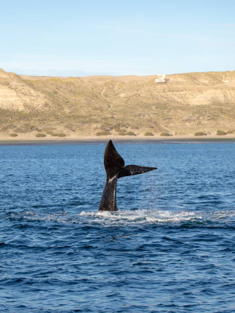 istock Whale Watching in Puerto Piramides, Patagonia 1083417826