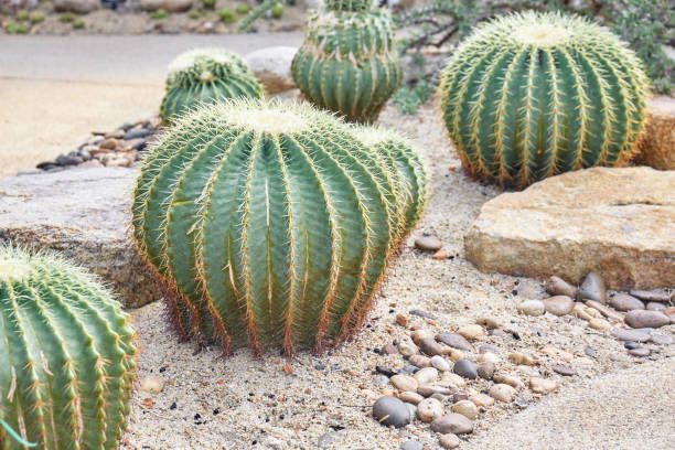 istock Big cactus with big thorns in the park. 1083421100