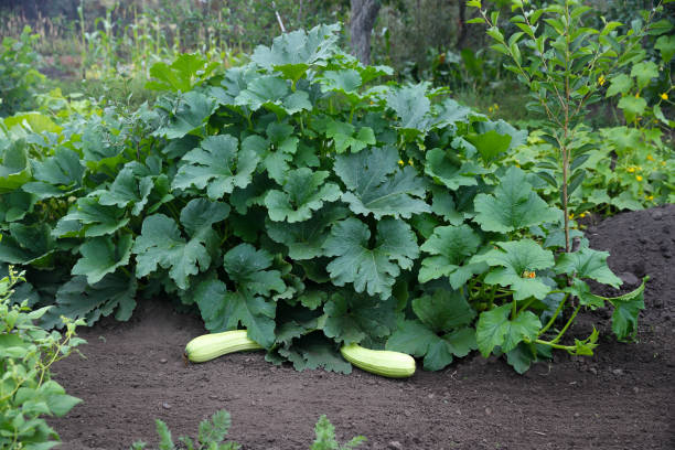 Zucchini-Pflanze mit grünen Früchte im Garten wächst. – Foto
