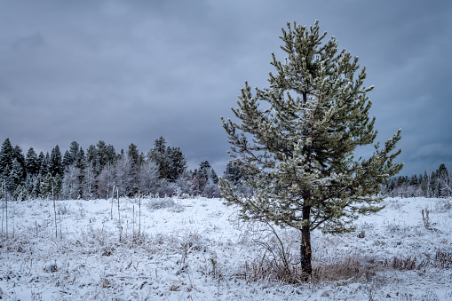 Lone pine tree in nature with snow on it and a dark overcast sky