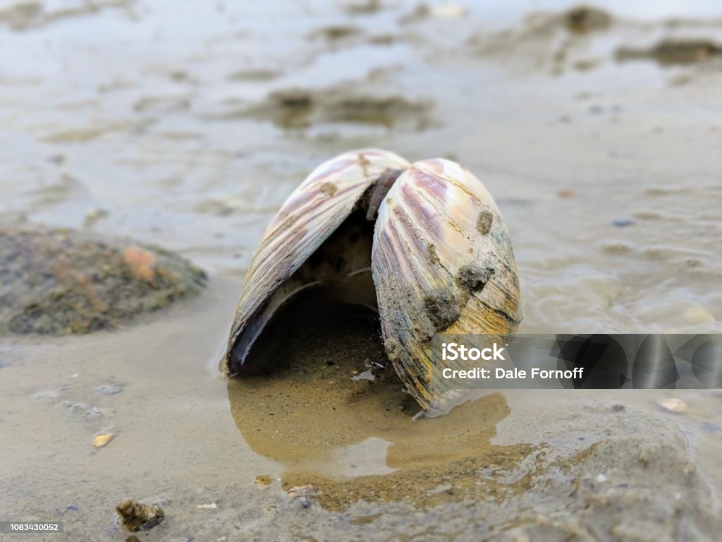 Joined Clam Shell Clam Shell Open On The Beach Stock Photo - Download Image Now - Animal ...