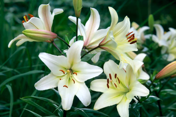 istock White lily flowers in summer garden 1083432100