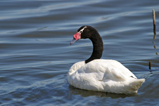 istock Black-necked Swan, Cygnus melancoryphus 1083433648