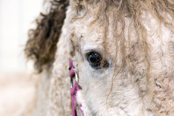 ritratto ravvicinato di bellissimo occhio di cavallo bianco selvatico. dettagli animali, concetto di animali domestici - livestock horse bay animal foto e immagini stock