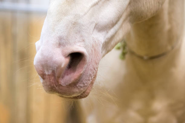 ritratto ravvicinato di bellissimo naso di cavallo bianco selvatico. dettagli animali, concetto di animali domestici - livestock horse bay animal foto e immagini stock