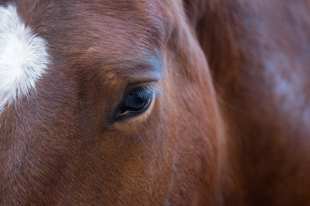 ritratto ravvicinato di bellissimo occhio di cavallo marrone selvatico. dettagli animali, concetto di animali domestici - livestock horse bay animal foto e immagini stock