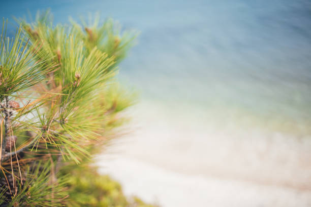 Close-up of coniferous tree branch at the beach
