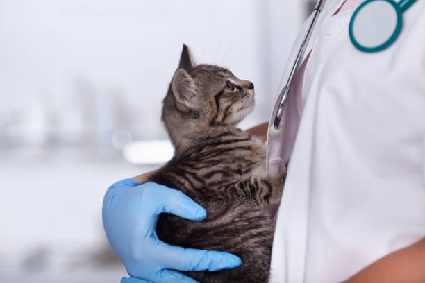 Veterinary healthcare professioanl building trust with a furry pacient Veterinary healthcare professional woman building trust with a furry pacient - holding a small kitten in her arms protective glove photos stock pictures, royalty-free photos & images