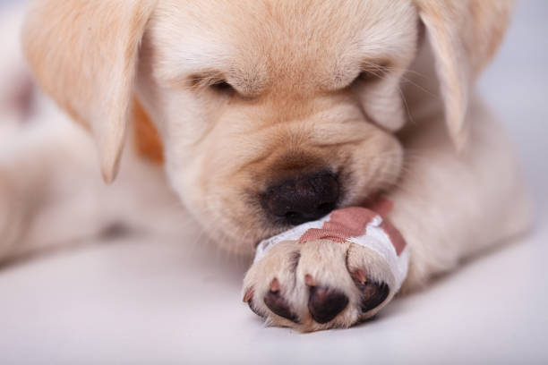 Cute labrador puppy dog leaning its muzzle on a hurting paw with a bandage - sniffing the unusual coating, closeup