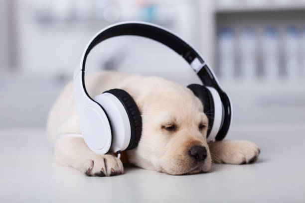 sleeping cute labrador puppy dog with large headphones - white dog audio imagens e fotografias de stock