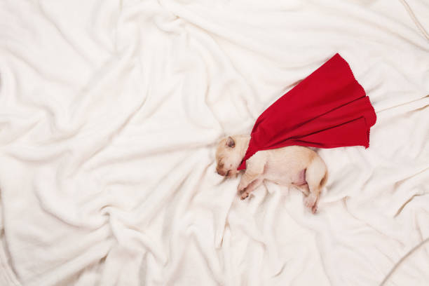 Newborn labrador puppy dog with superhero cape sleeping on white blanket - top view