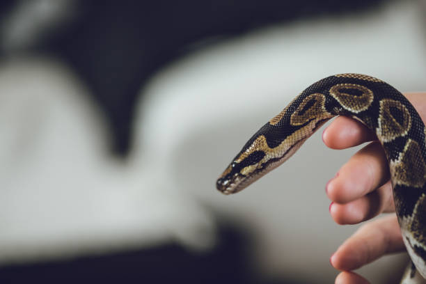 istock Young woman holding snake 1083454450