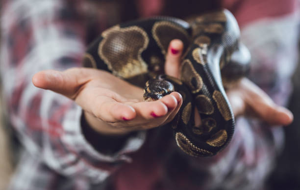 istock Young woman holding snake 1083455118