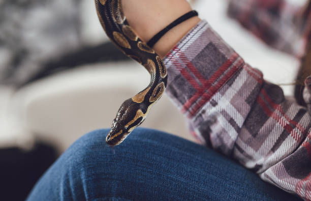 istock Young woman holding snake 1083456494