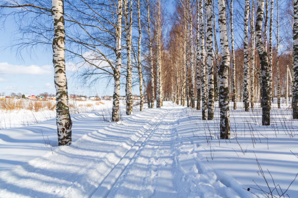 winter birch forest