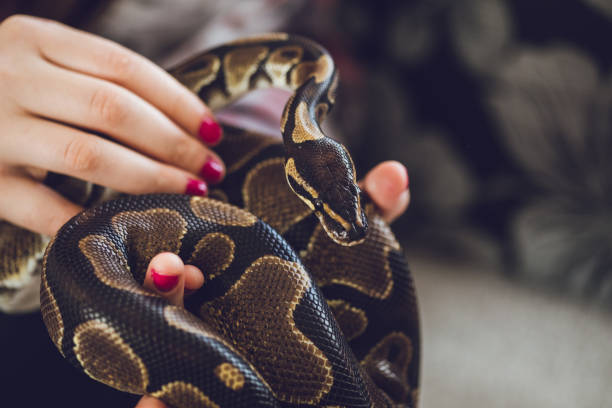 istock Young woman holding snake 1083456978