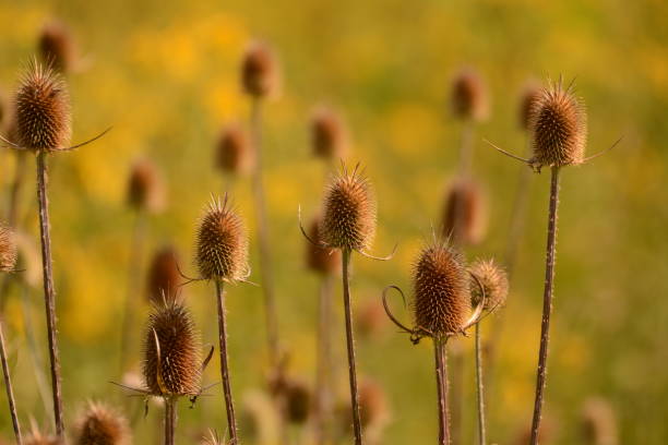 istock Flowers in the Meadow 1083459430