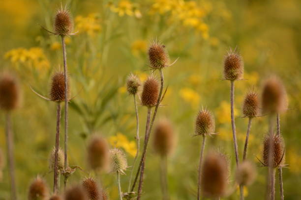 istock Flowers in the Meadow 1083459478
