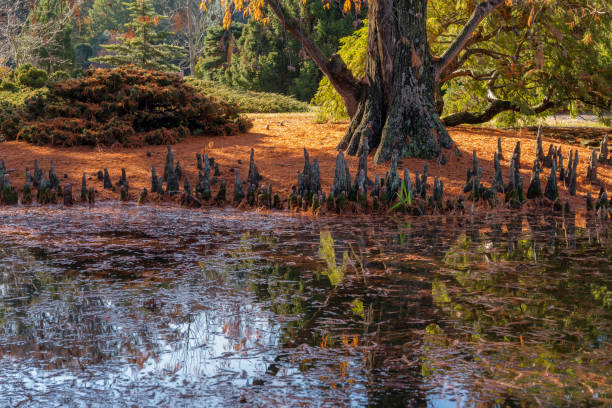 ciprés calvo - cypress swamp fotografías e imágenes de stock