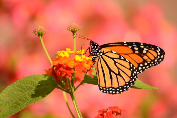 istock Flowers in the Meadow 1083460802