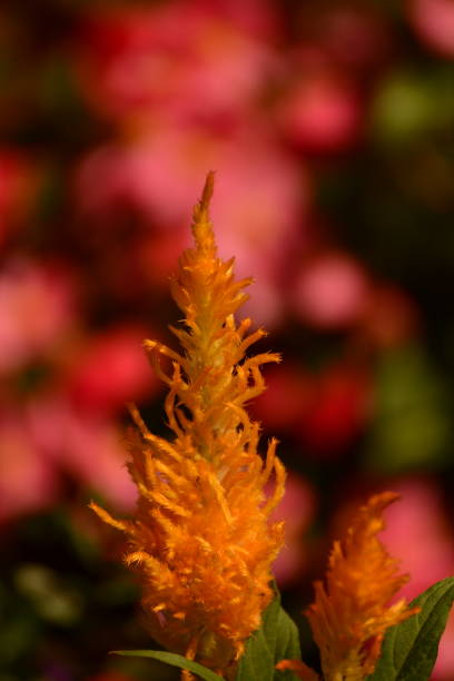 istock Flowers in the Meadow 1083460888