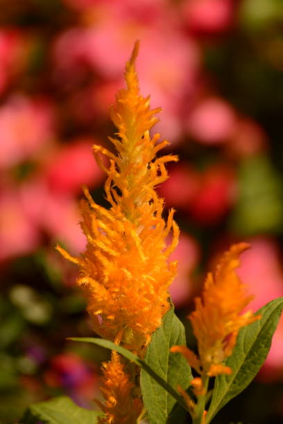 istock Flowers in the Meadow 1083460920