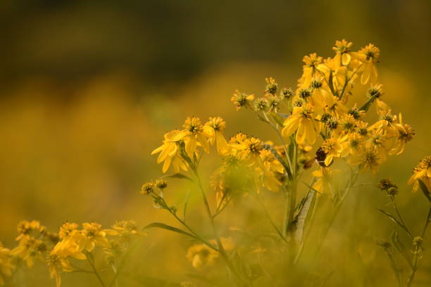 istock Flowers in the Meadow 1083460962