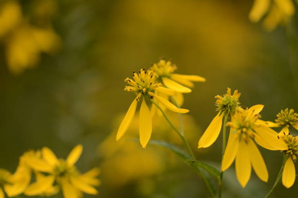 istock Flowers in the Meadow 1083460964