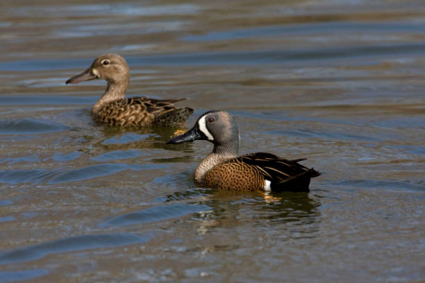 istock A Pair of Blue-winged Teal, Anas discors swimming 1083464672
