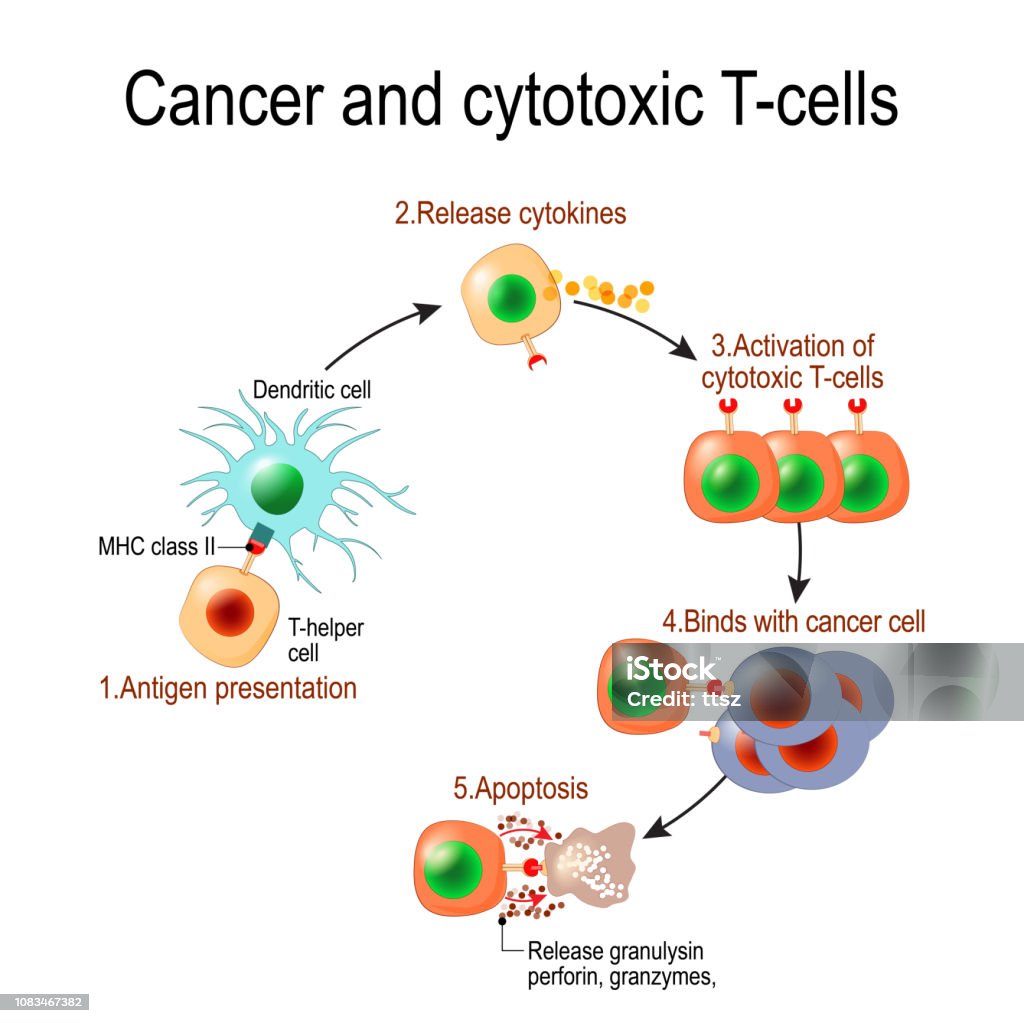T lymphocyte kills cancer cells Cancer and cytotoxic T-cells. T lymphocyte kills cancer cells. T-cell (immune responses), release the perforin and granzymes, and attack cancerous cells. Through the action of perforin, granzymes enter the cytoplasm of the target cell, and lead to apoptosis (cell death Biological Cell stock vector