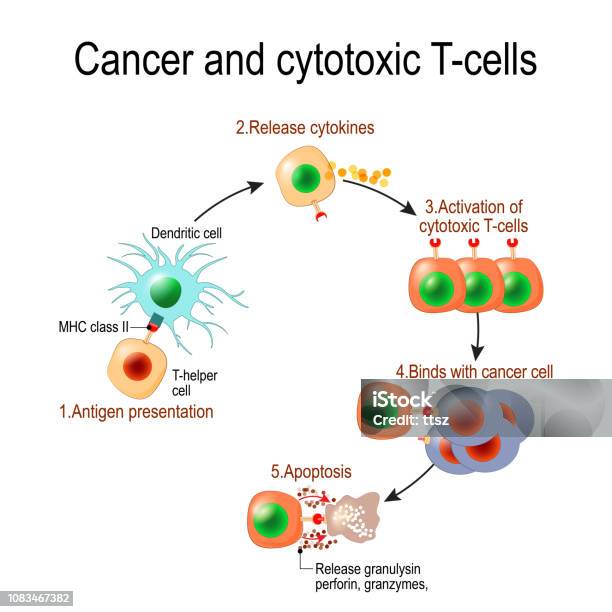 T Lymphocyte Kills Cancer Cells Stock Illustration - Download Image Now - Biological Cell, Cell Death, Immunotherapy
