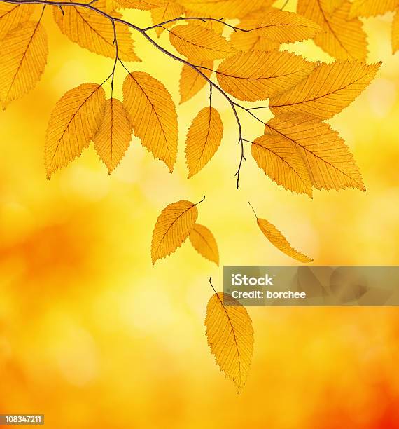 Jesień Liście - zdjęcia stockowe i więcej obrazów Drzewo - Drzewo, Jesień, Wiatr