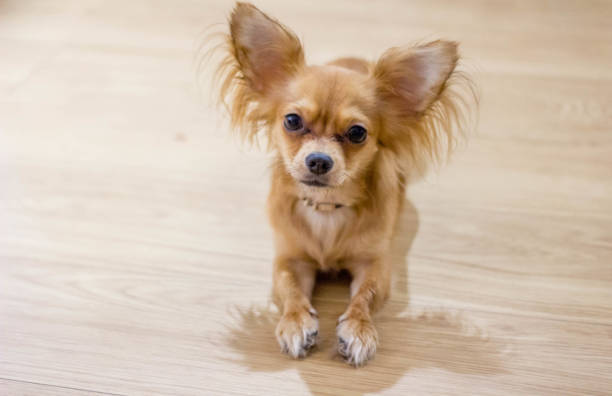 istock Chihuahua at home, sits, lies and played 1083472964