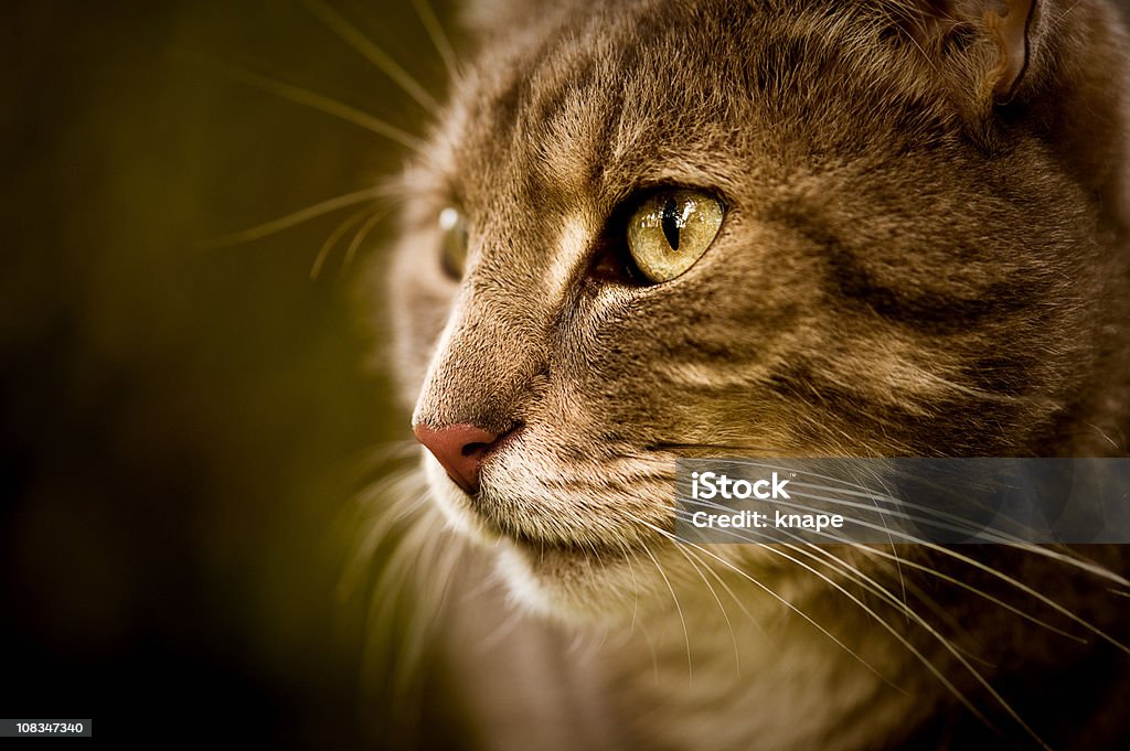 Nahaufnahme einer niedlichen Katze - Lizenzfrei Einzelnes Tier Stock-Foto