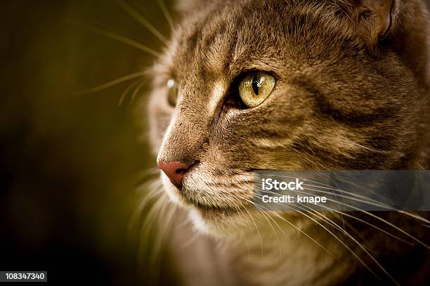 Nahaufnahme Einer Niedlichen Katze Stockfoto und mehr Bilder von Einzelnes Tier - Einzelnes Tier, Hauskatze, Im Freien