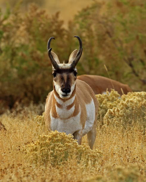 istock Pronghorn Antelope Buck 1083476628